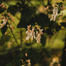 Sunset Runner Bean
