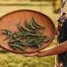 Sunset Runner Bean