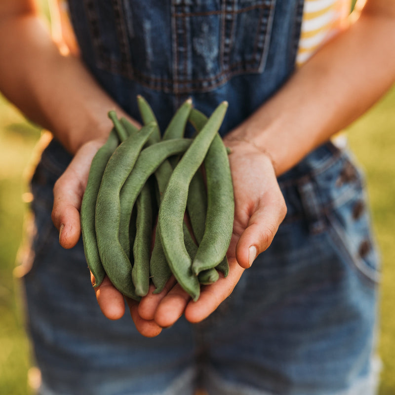 Sunset Runner Bean