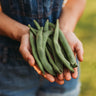 Sunset Runner Bean