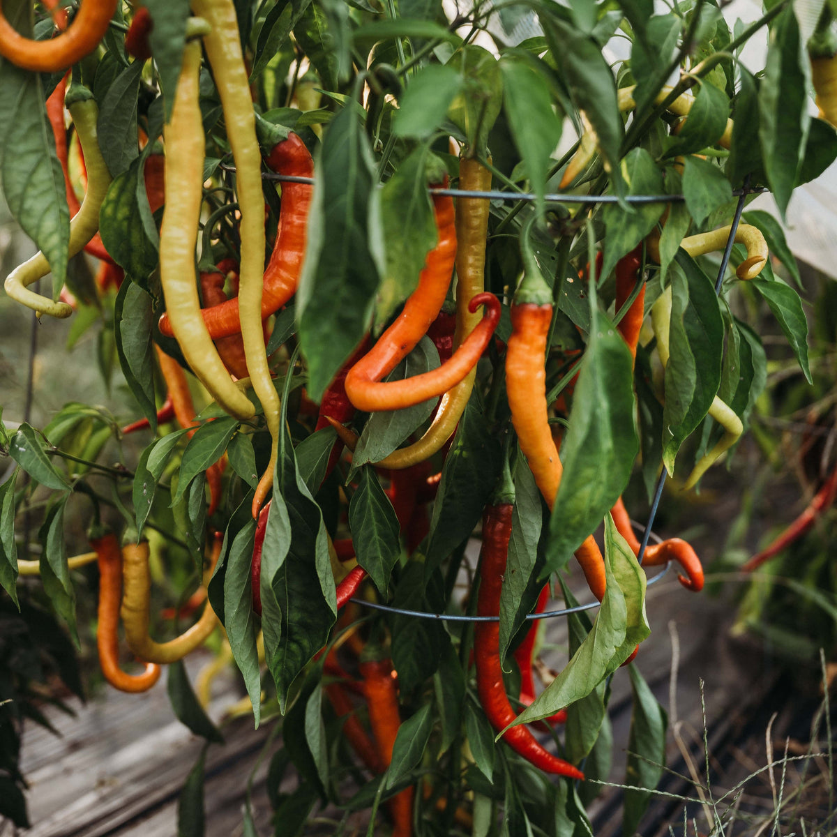 Surmeli Sweet Pepper
