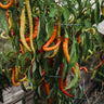 Surmeli Sweet Pepper