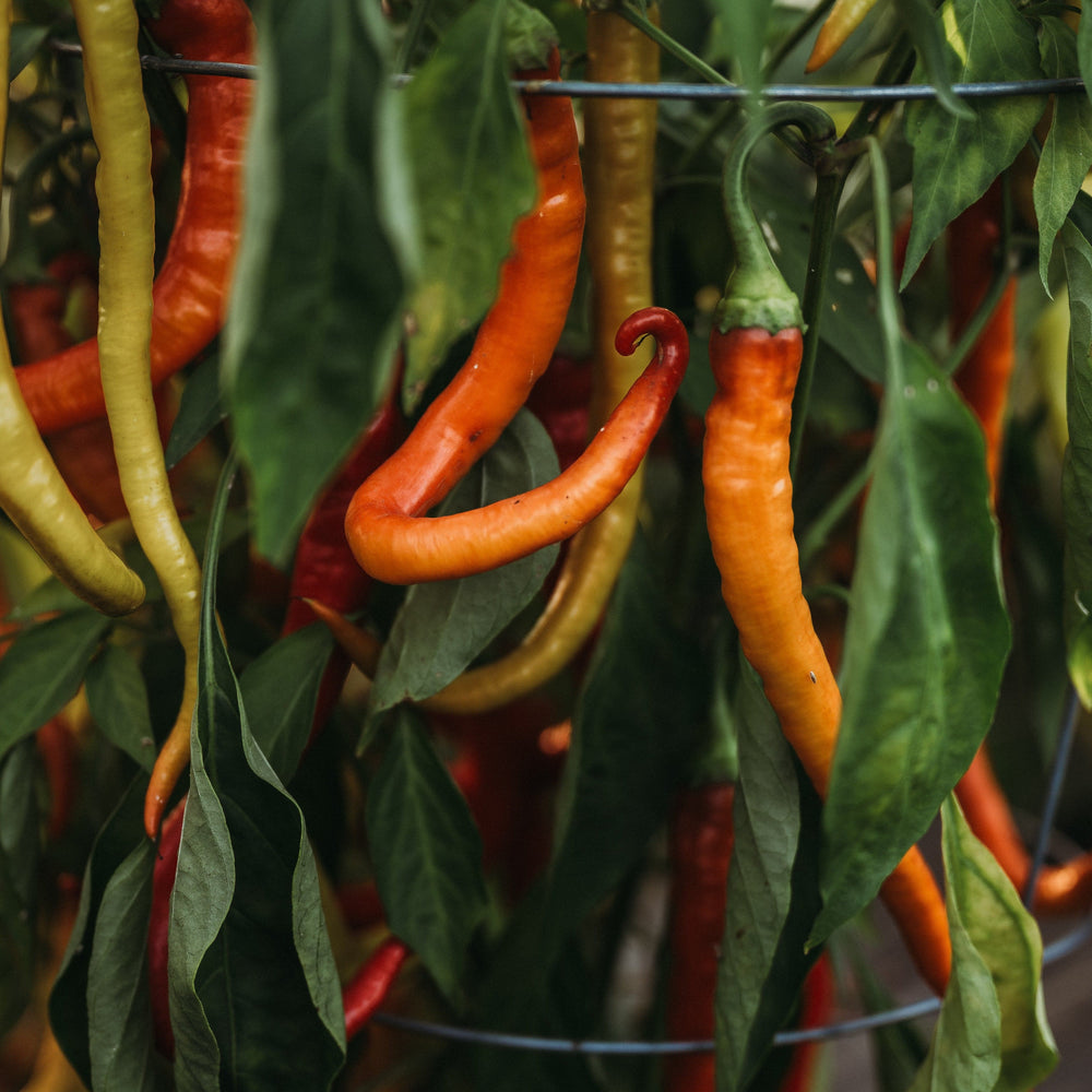 Surmeli Sweet Pepper