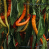 Surmeli Sweet Pepper