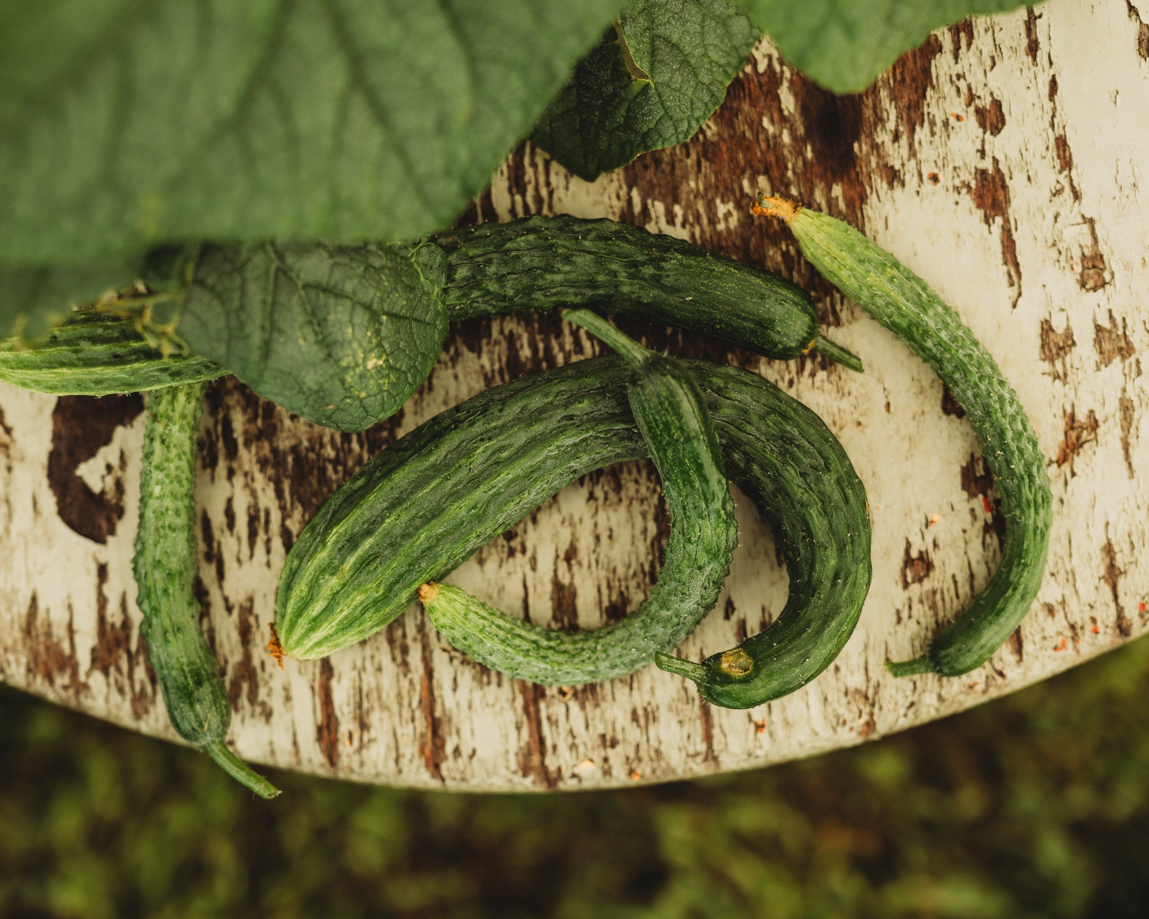 Thresh Seed Co. Suyo Cucumber - Thumbnail 2
