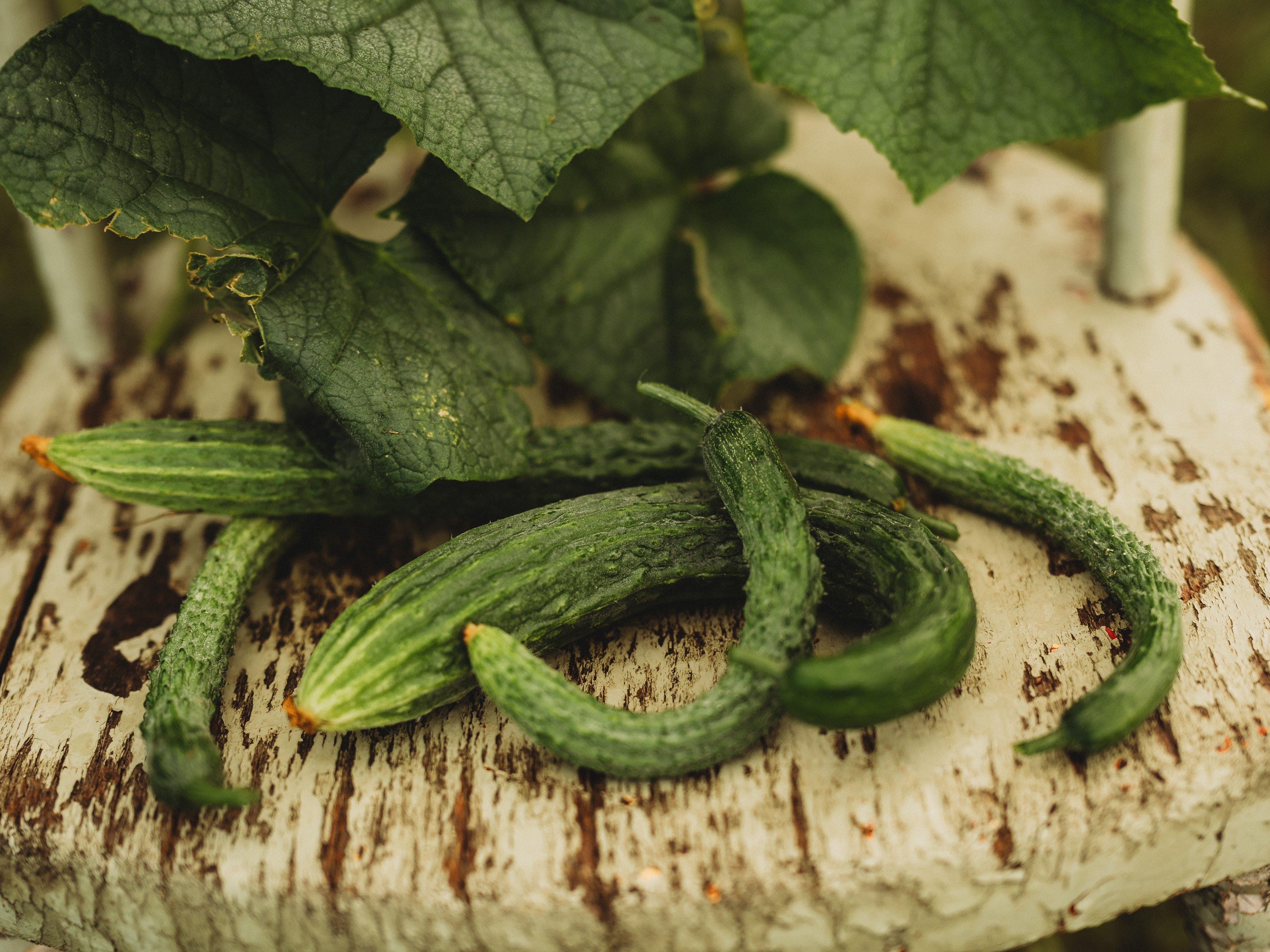 Thresh Seed Co. Suyo Cucumber - Thumbnail 4