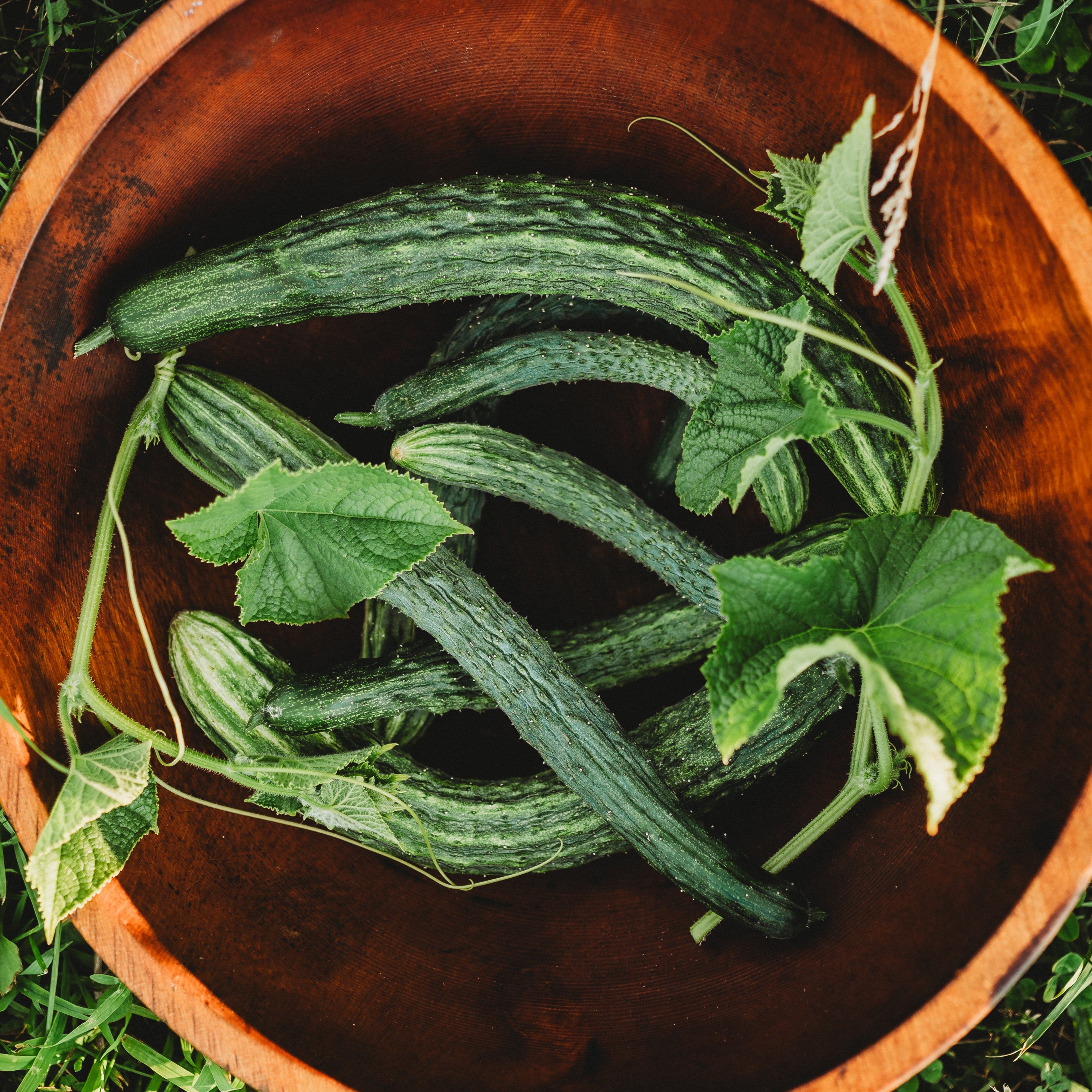 Thresh Seed Co. Suyo Cucumber - Thumbnail 5