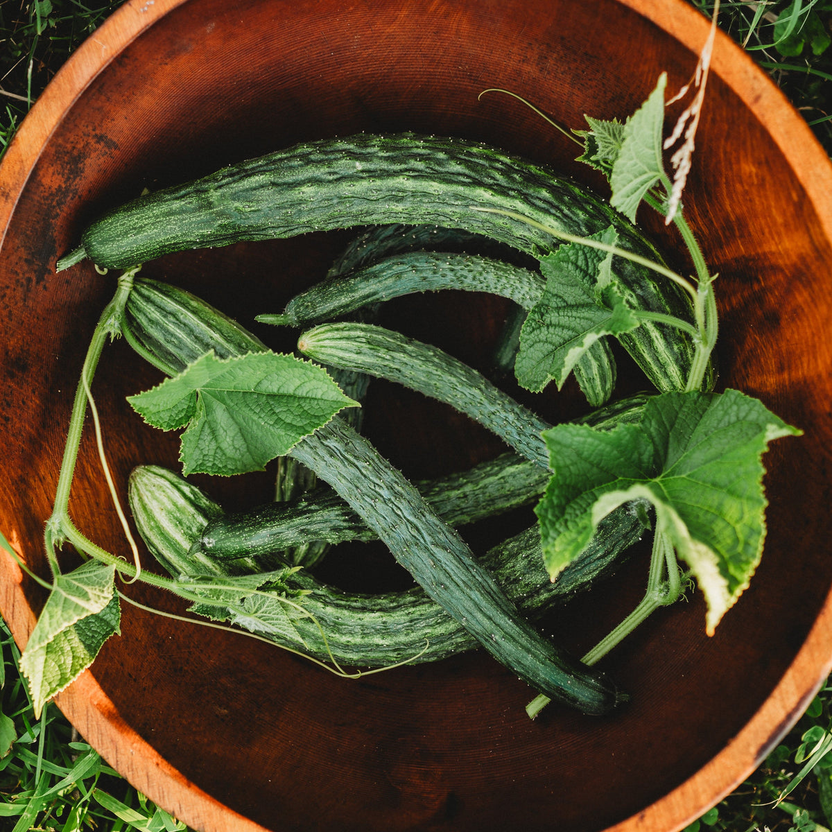 Suyo Long Cucumber