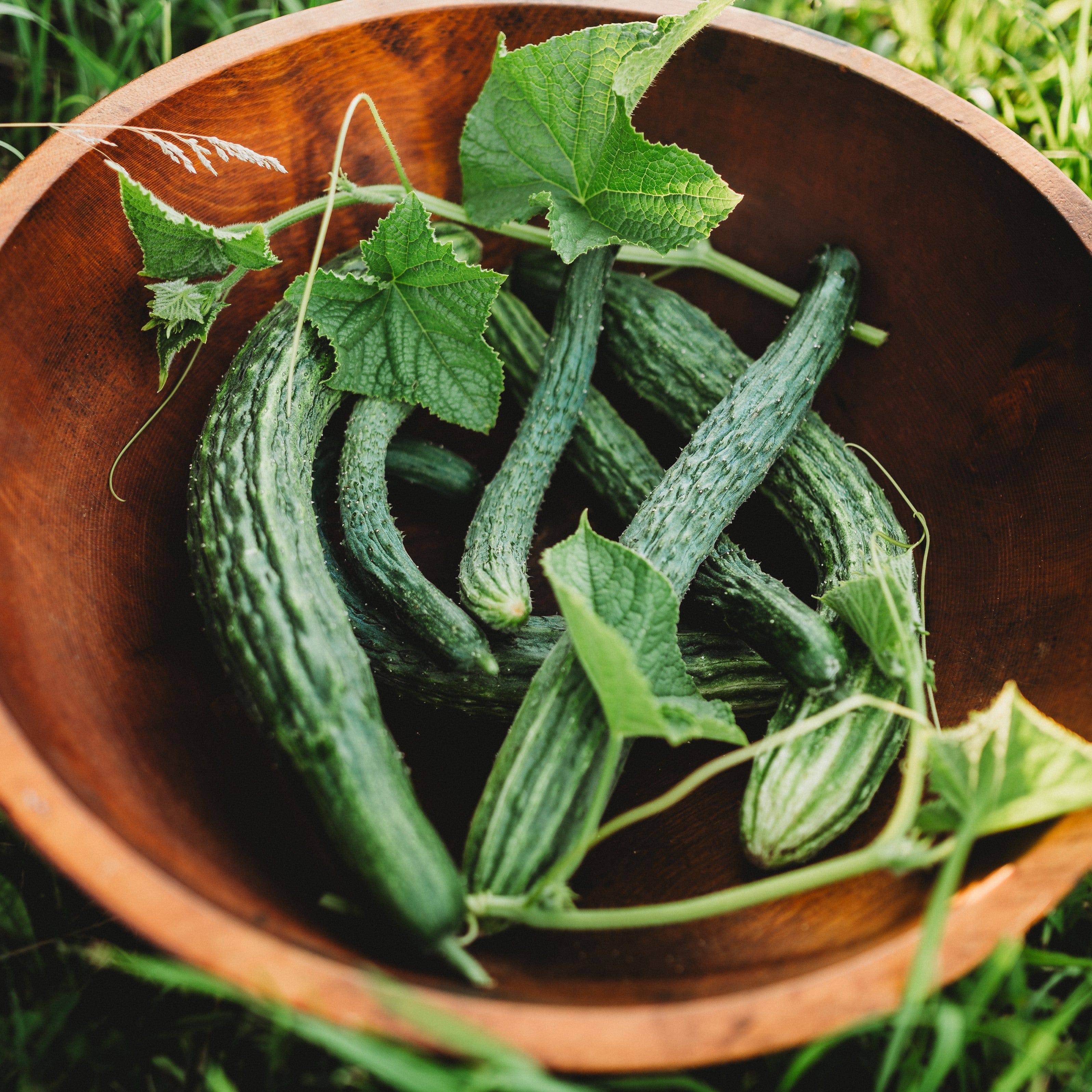 Thresh Seed Co. Suyo Cucumber