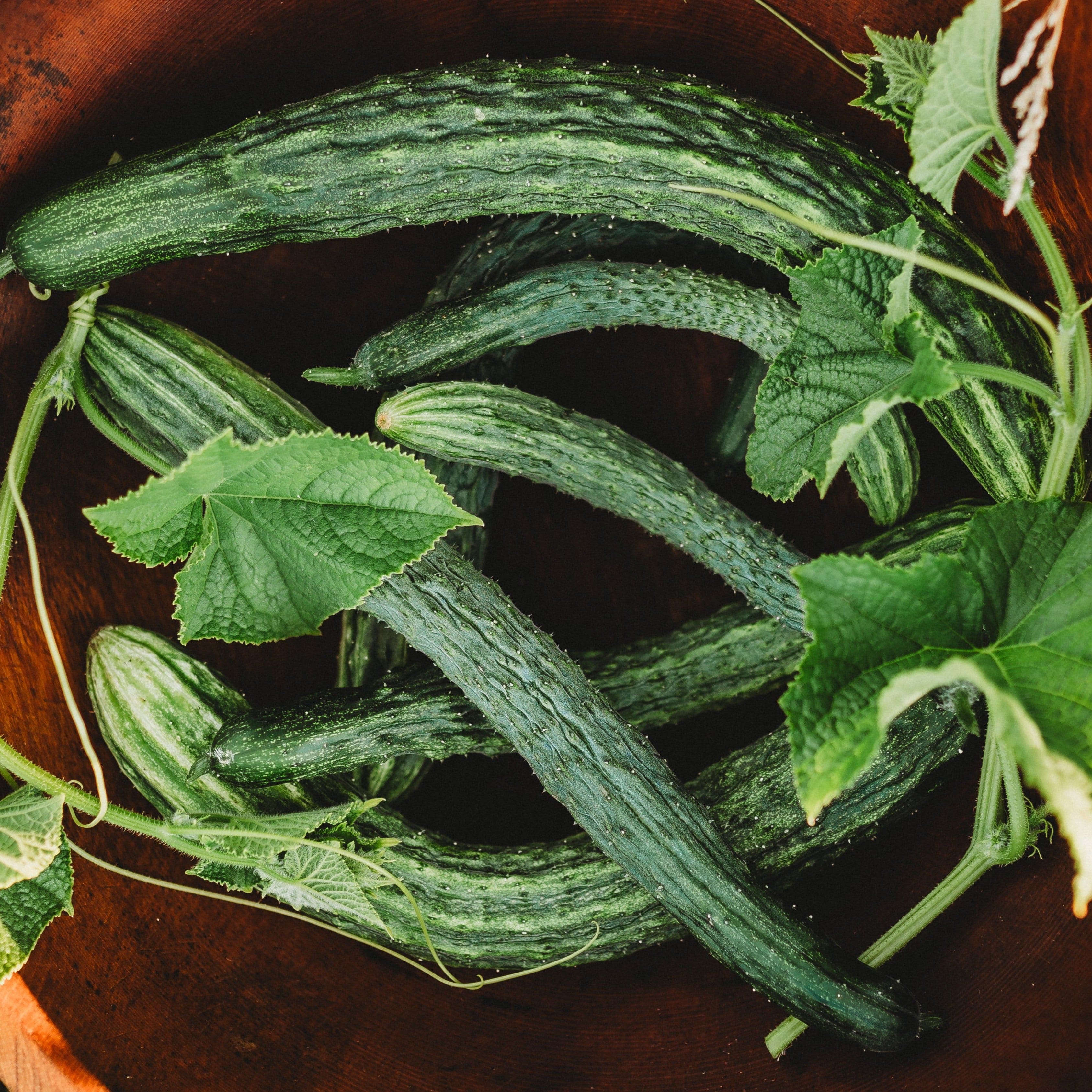 Thresh Seed Co. Suyo Cucumber - Thumbnail 3