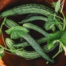 Suyo Long Cucumber
