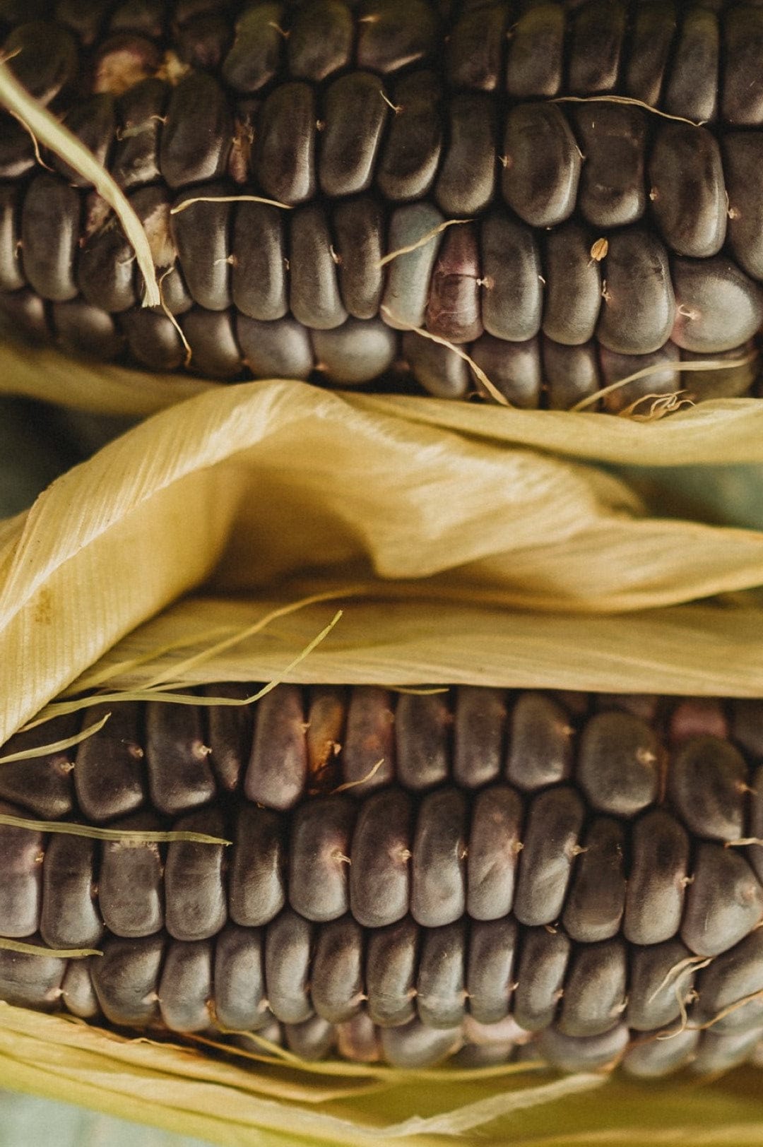 Sweet Baby Blue Sweet Corn