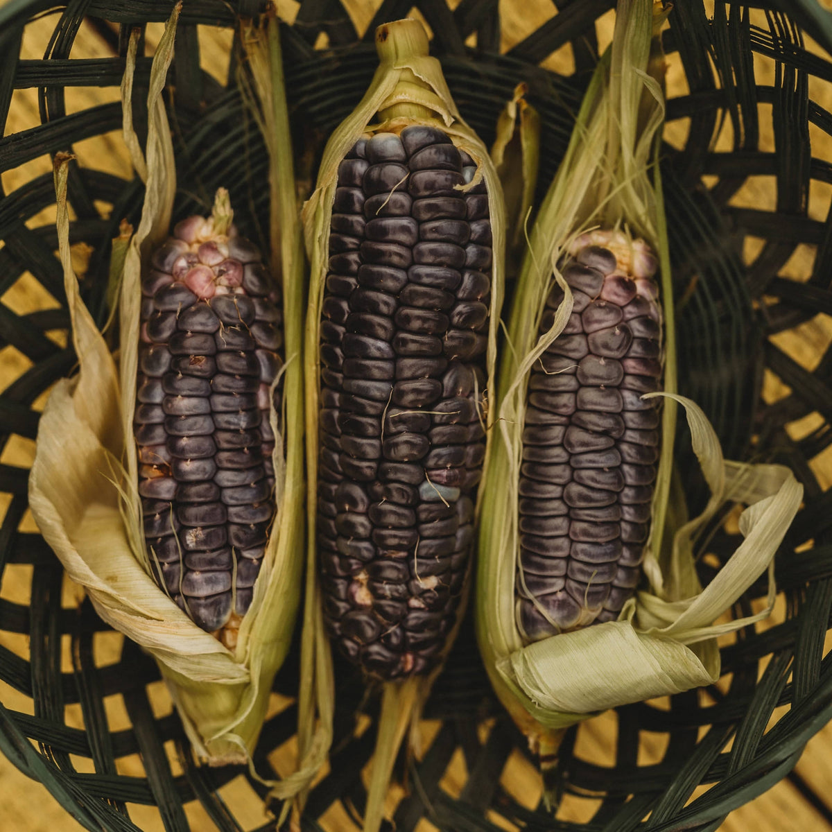 Sweet Baby Blue Sweet Corn