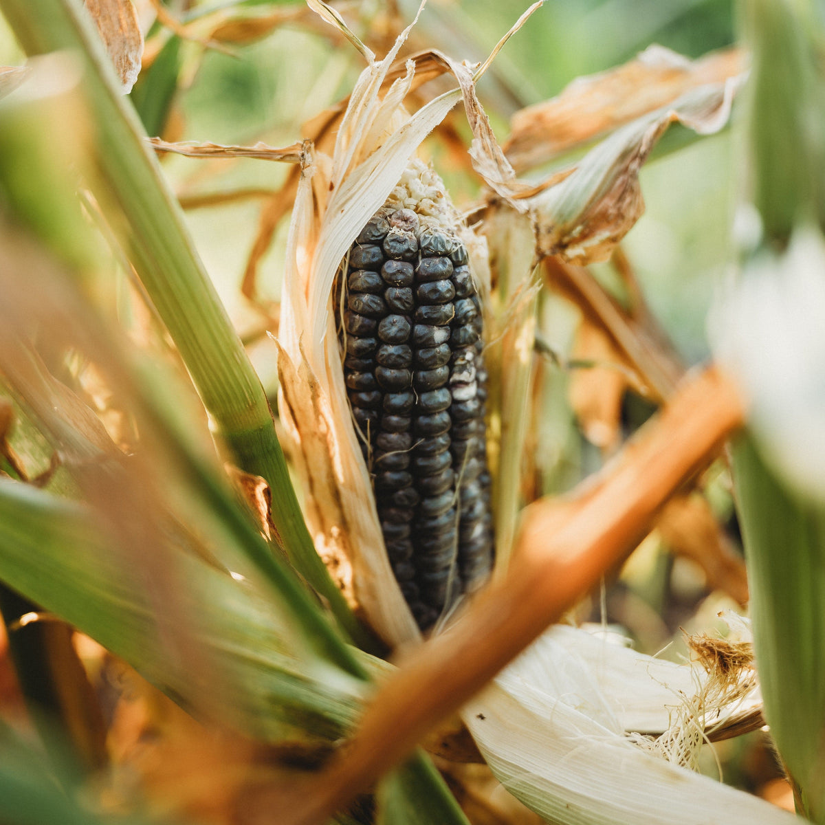 Sweet Baby Blue Sweet Corn