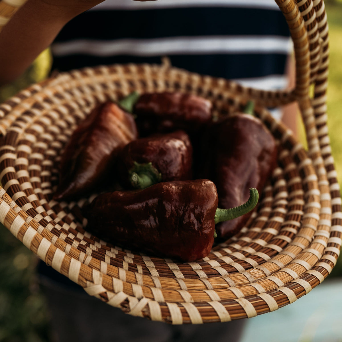 Sweet Chocolate Bell Pepper
