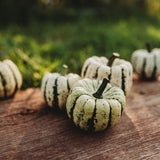 Sweet Dumpling Acorn Squash Seeds
