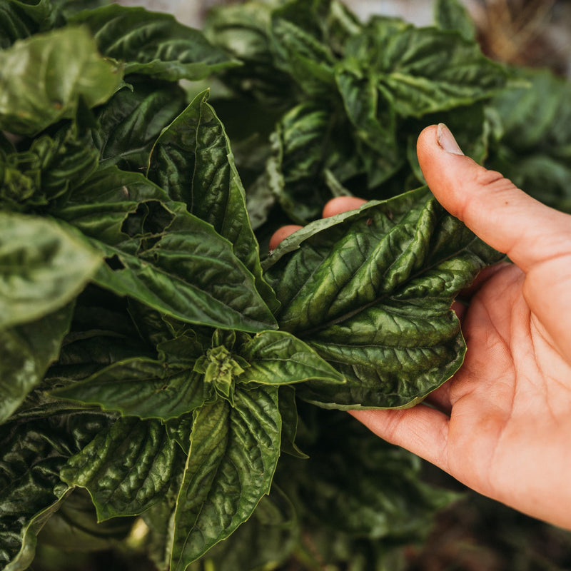 Sweet Mammoth Basil