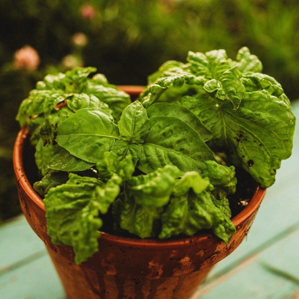 Sweet Mammoth Basil