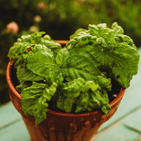 Sweet Mammoth Basil Seeds
