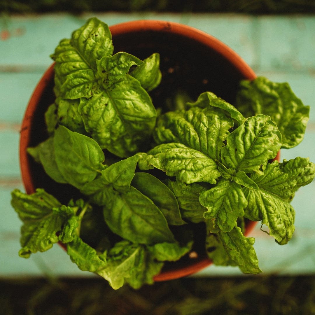 Sweet Mammoth Basil Seeds
