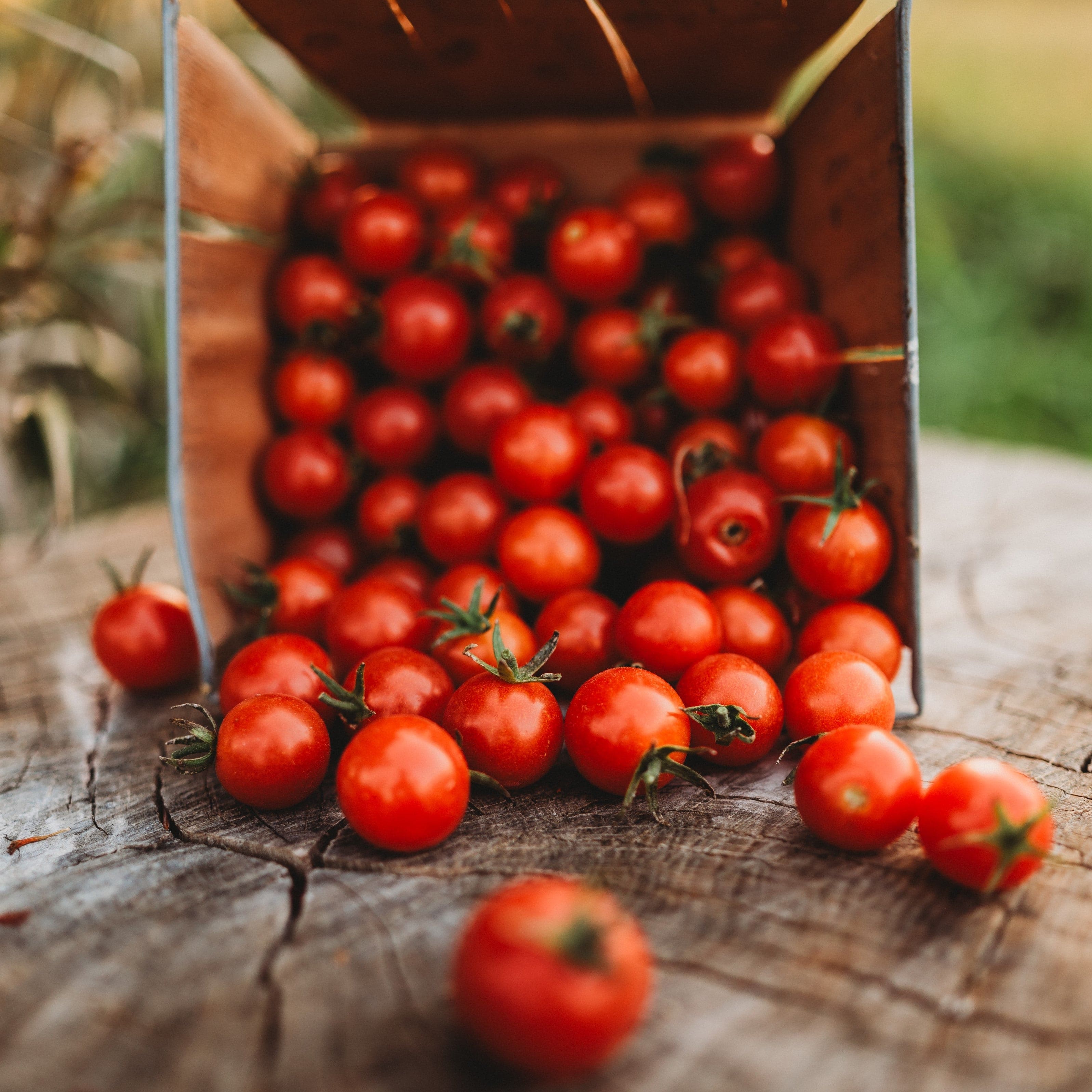 tomato aces_high_10-août-2016-2-