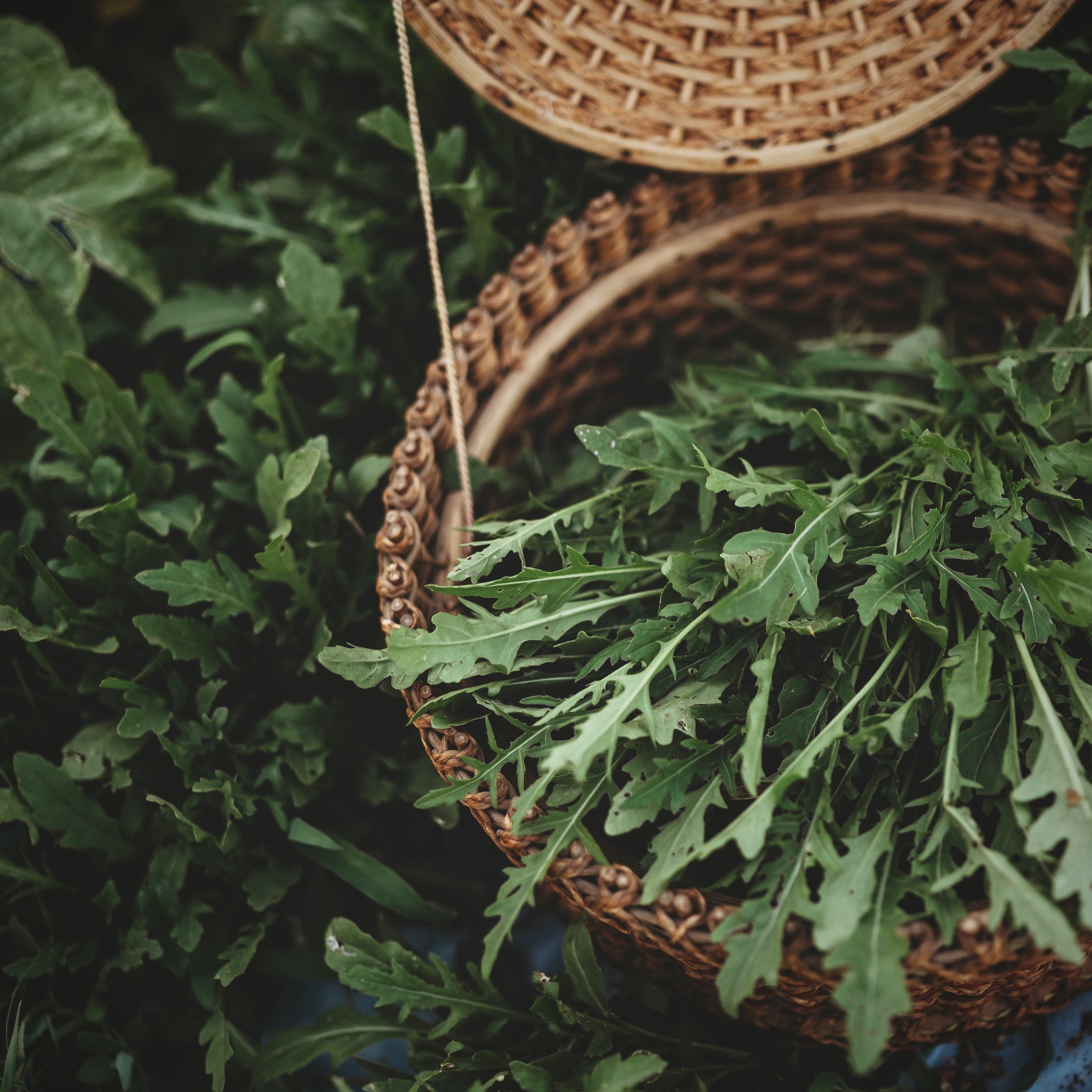 Sylvetta Wild Rocket (Roquette Sauvage) Seeds