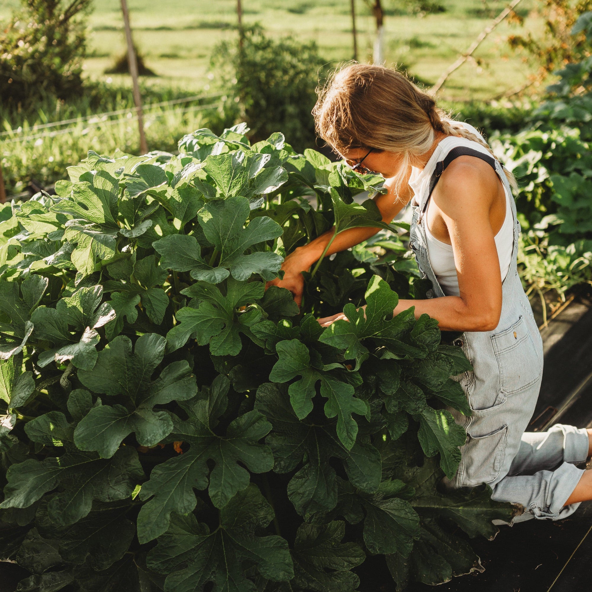 planting acorn squash from fresh seeds Bush Table Queen Acorn Squash