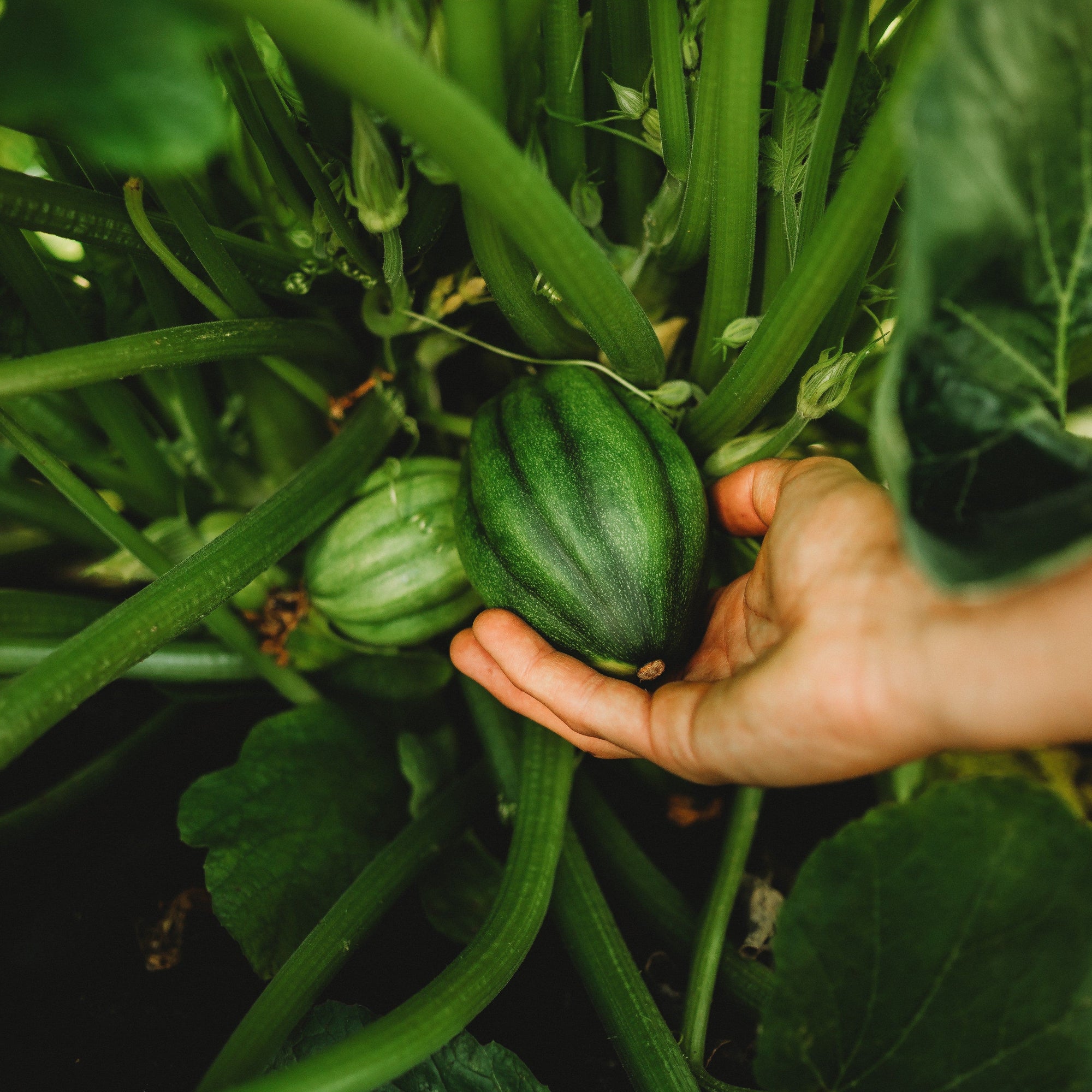 planting acorn squash seeds Bush Table Queen Acorn Squash