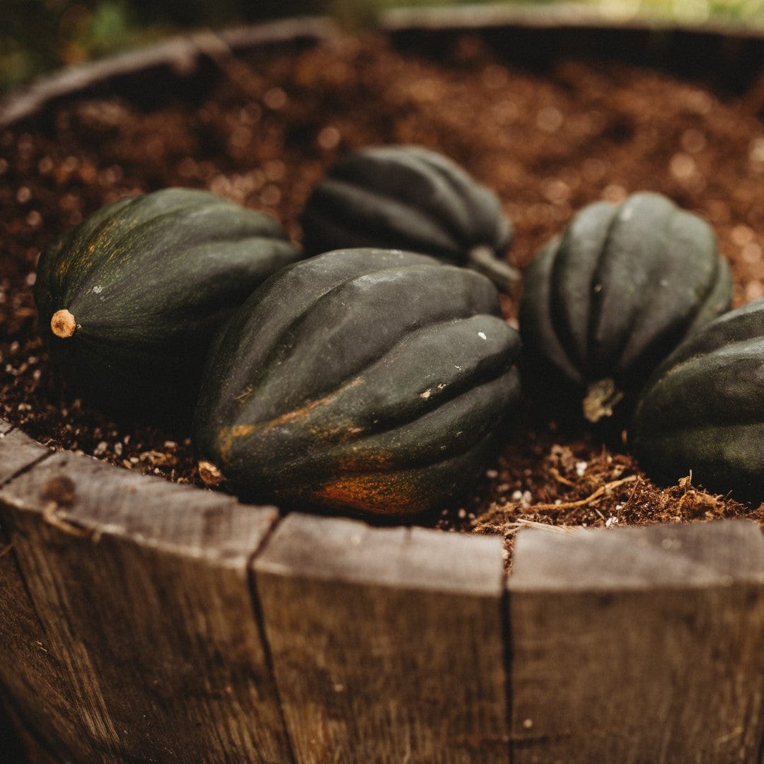 Bush Table Queen Acorn Squash - Thresh Seed Co.