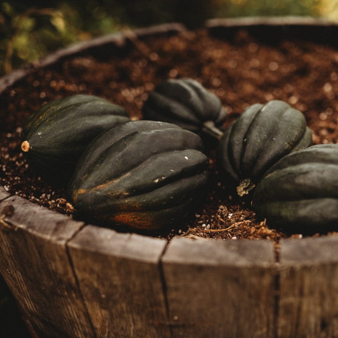 Table Queen Bush Acorn Squash