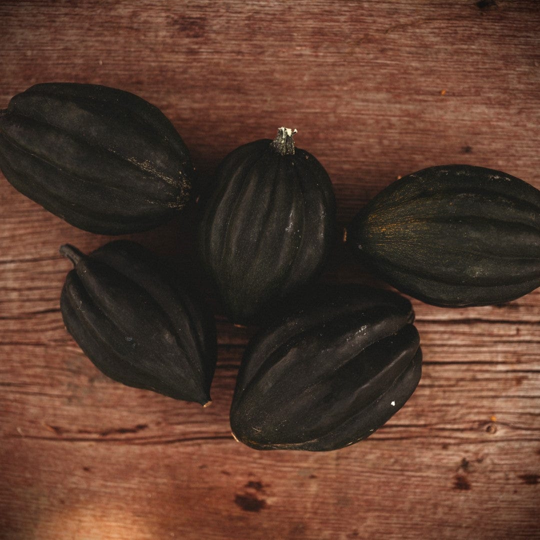 Table Queen Bush Acorn Squash
