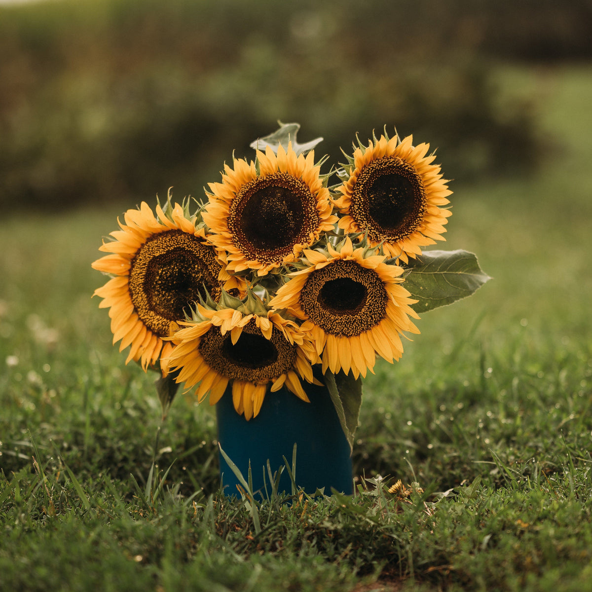 Taiyo Sunflower