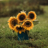 Taiyo Sunflower