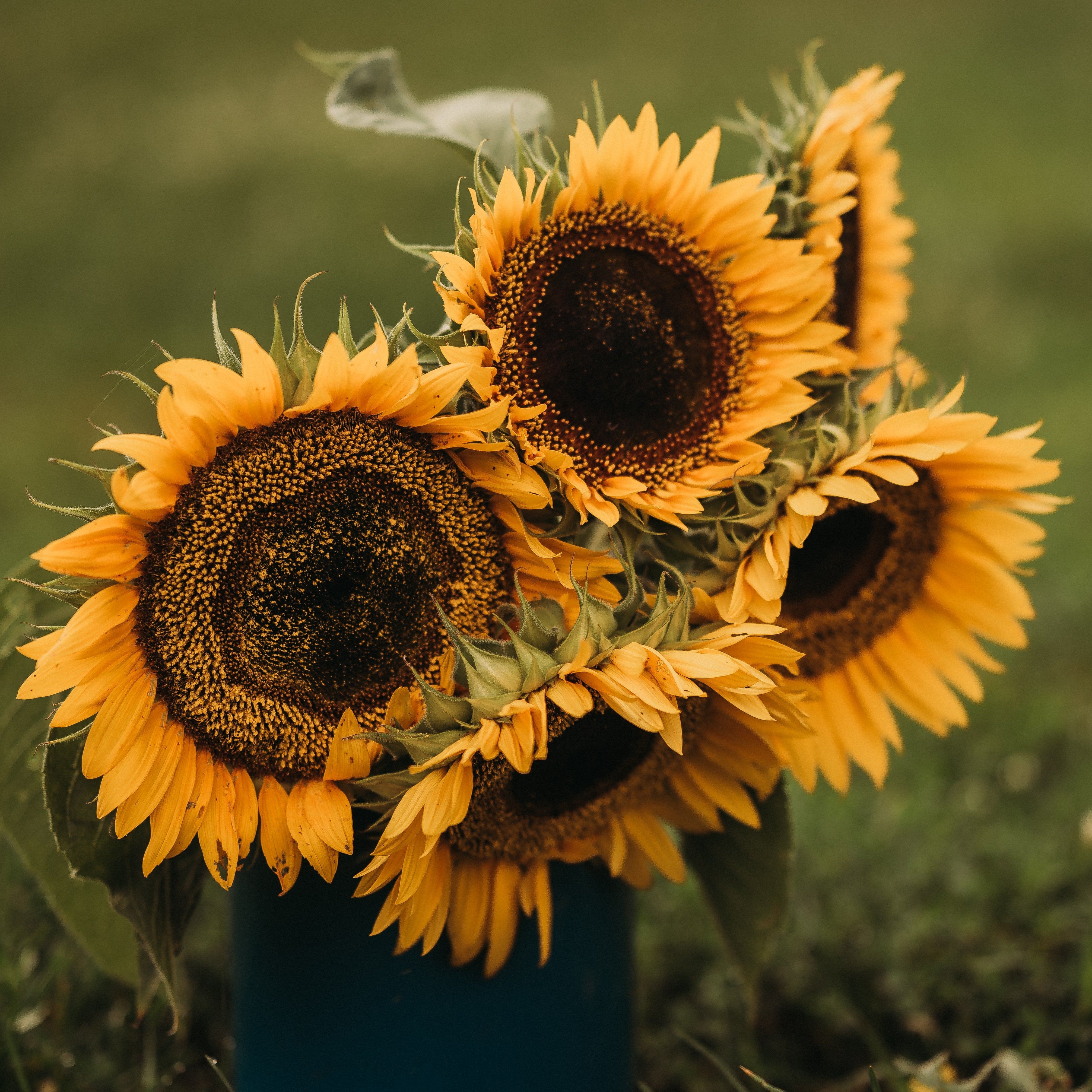 Taiyo Sunflower - Thresh Seed Co.