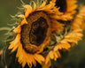 Taiyo Sunflower