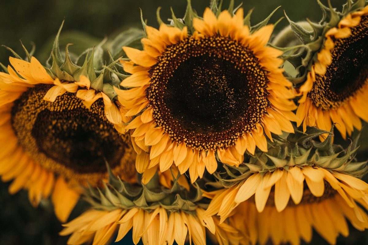 Taiyo Sunflower