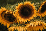 Taiyo Sunflower