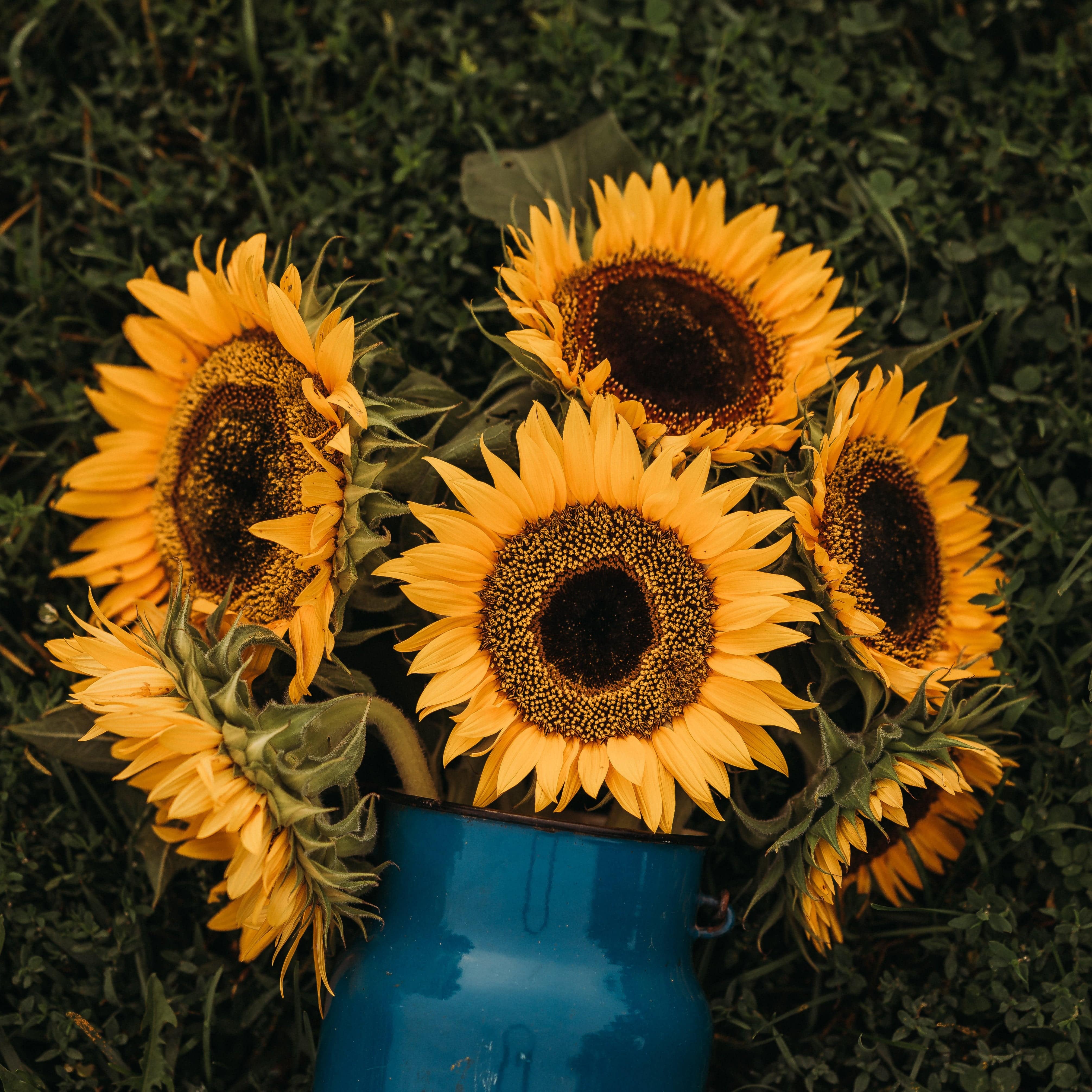 Taiyo Sunflower - Thresh Seed Co.