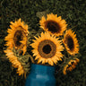 Taiyo Sunflower
