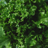 Tango Leaf Lettuce