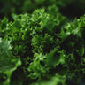 Tango Leaf Lettuce