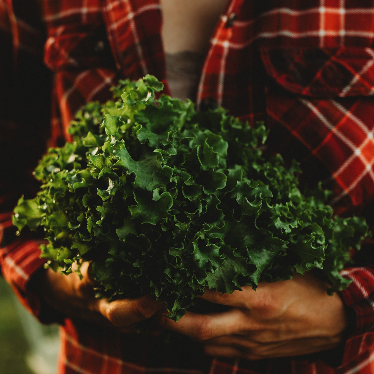 Tango Leaf Lettuce