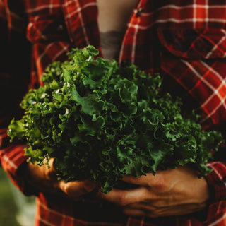Tango Leaf Lettuce