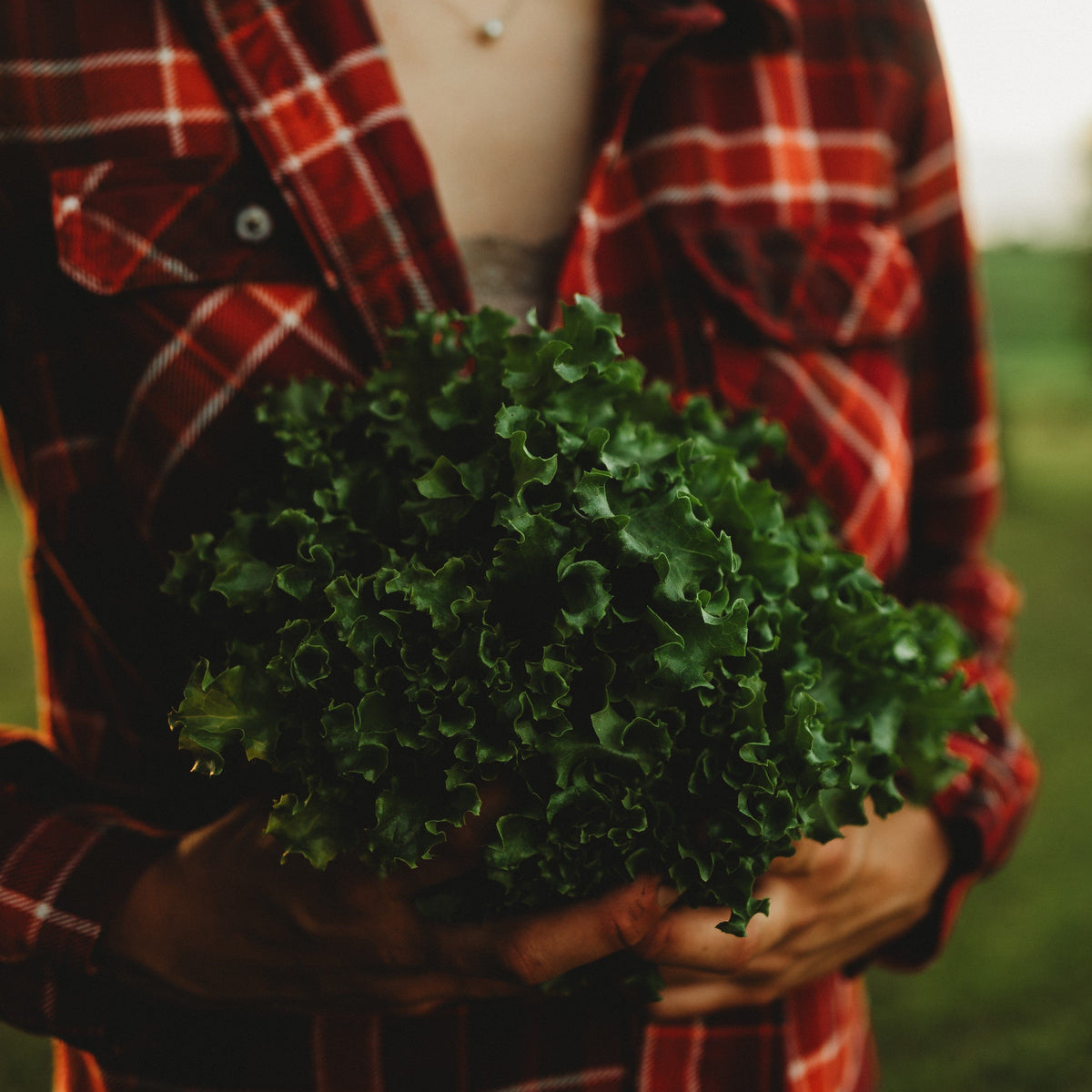 Tango Leaf Lettuce