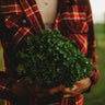 Tango Leaf Lettuce