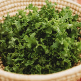 Tango Leaf Lettuce Seeds
