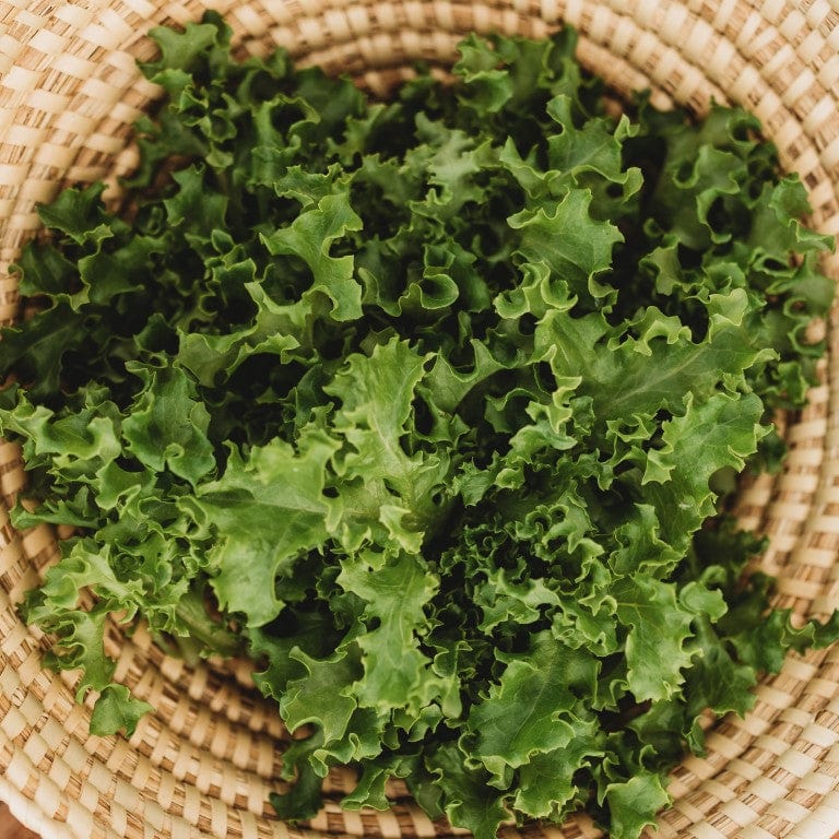 Tango Leaf Lettuce