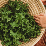 Tango Leaf Lettuce Seeds