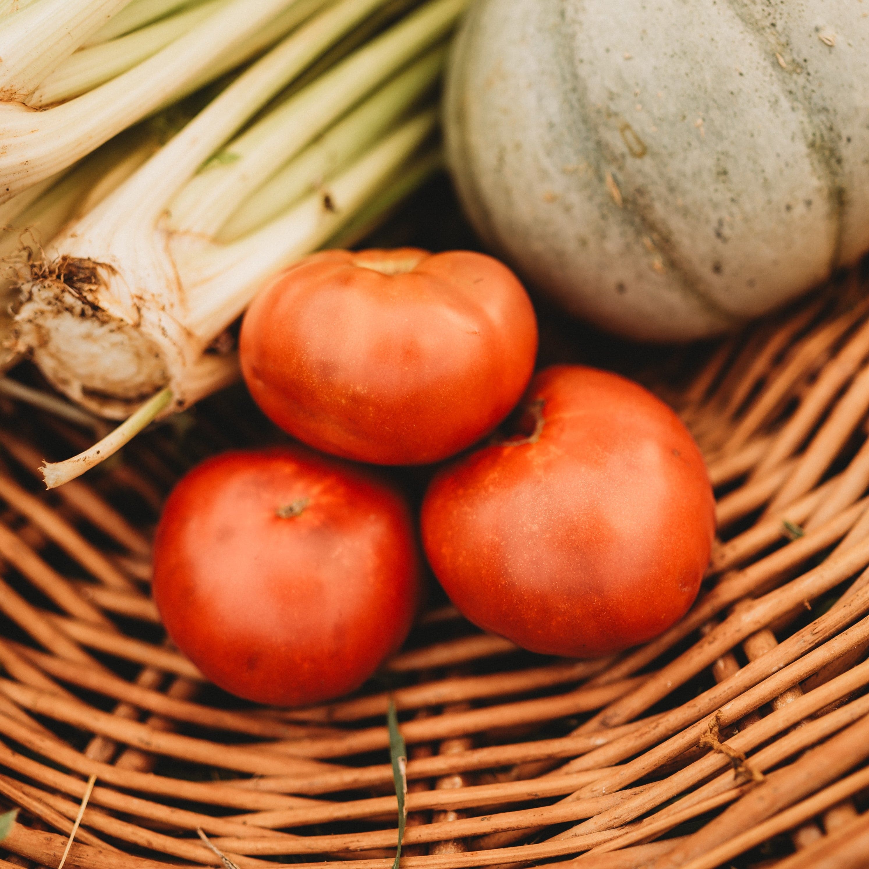 tomato様　GROVERタンバリン　マレット tomato様 GROVERタンバリン マレット tomato様 GROVERタンバリン