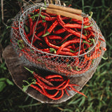 Tatli Kil Sivri (Sweet Sivri) Pepper